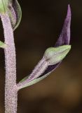 Epipactis condensata