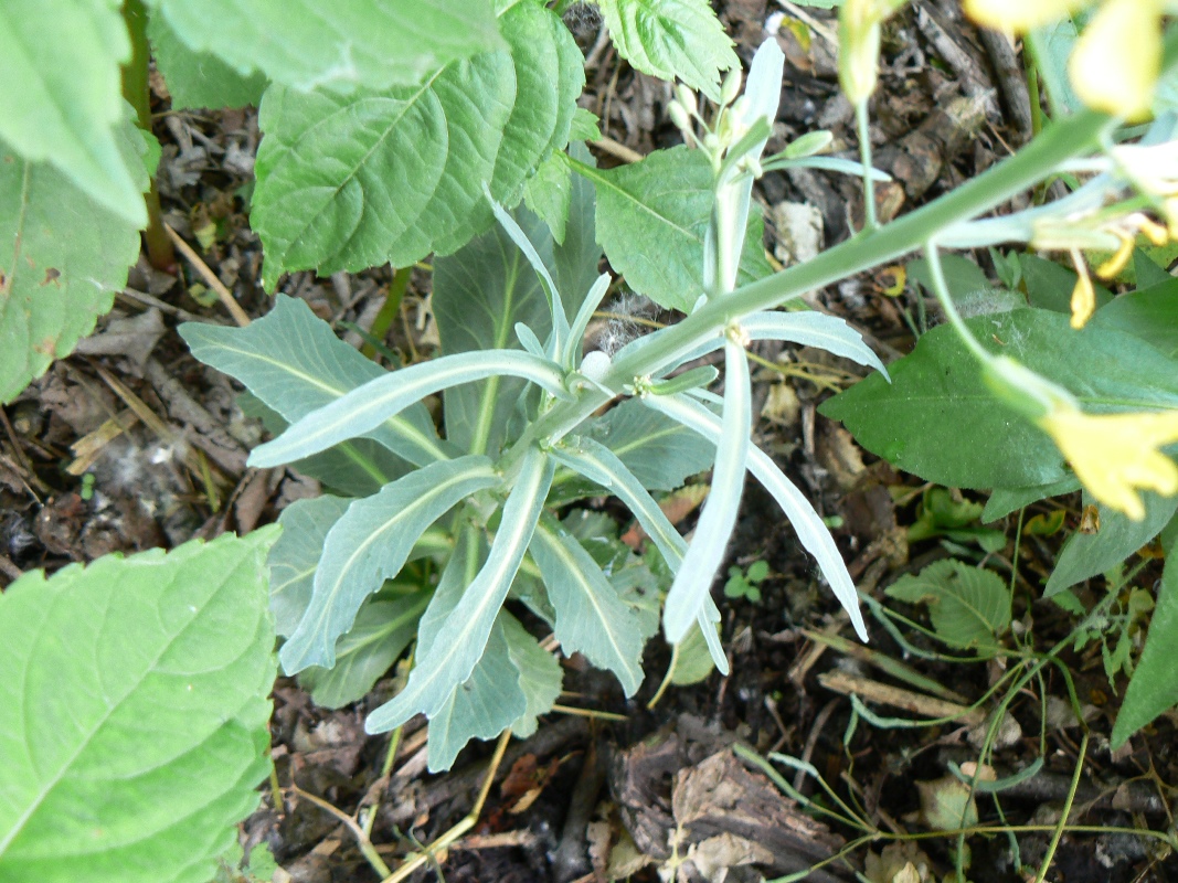 Изображение особи Brassica oleracea var. italica.