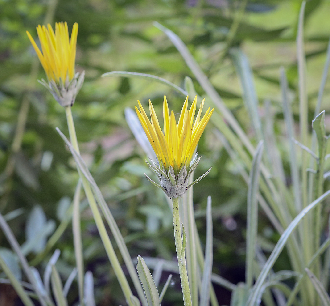 Image of Gazania &times; hybrida specimen.