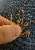 Carex