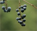 Vitis amurensis