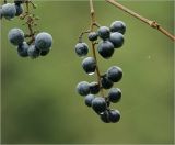 Vitis amurensis