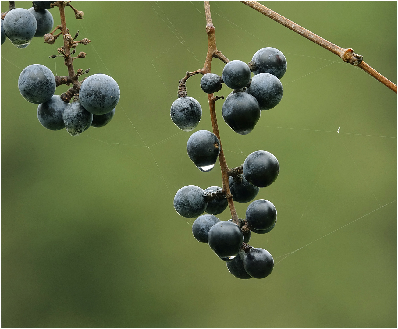 Изображение особи Vitis amurensis.