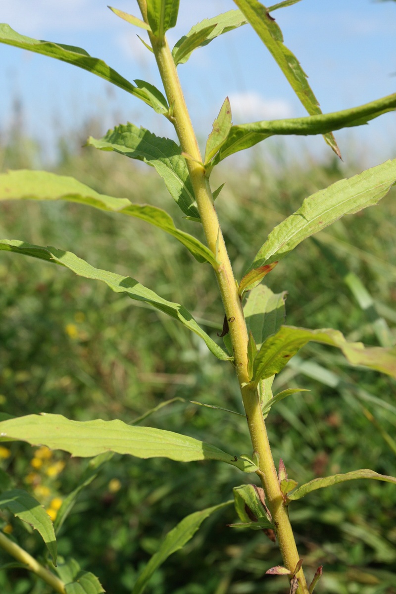 Image of Solidago canadensis specimen.