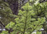 Abies sachalinensis