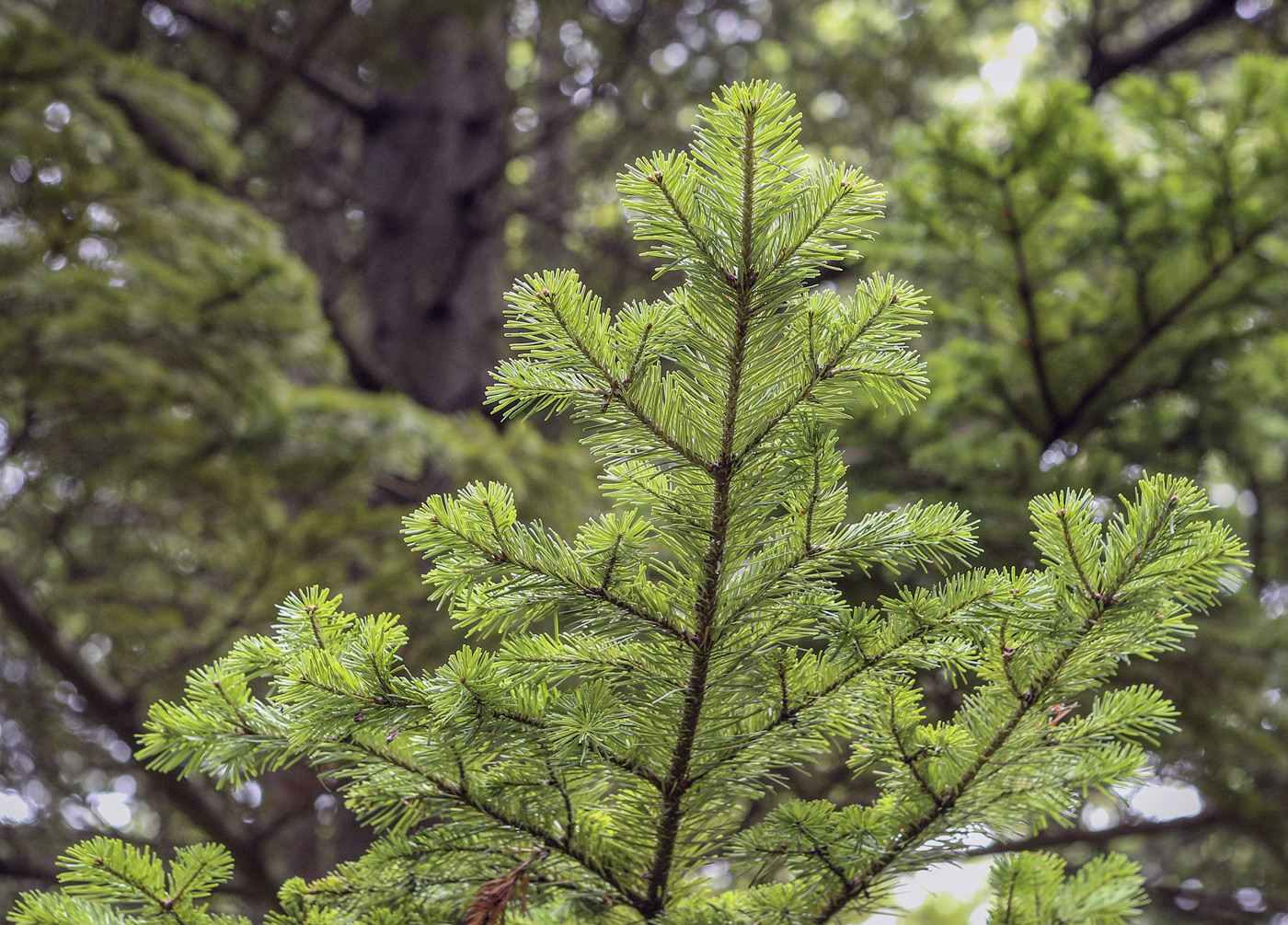 Изображение особи Abies sachalinensis.