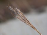 Bothriochloa ischaemum