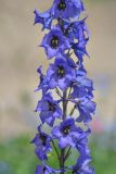 Delphinium megalanthum. Часть соцветия. Республика Северная Осетия-Алания, Алагирский р-н, Большой Кавказ, Скалистый хр., южный склон в р-не Ходского перевала, ≈ 2380 м н.у.м., субальпийский луг. 01.07.2021.