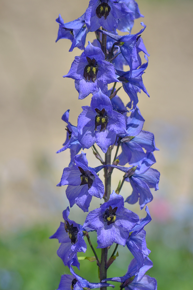 Image of Delphinium megalanthum specimen.