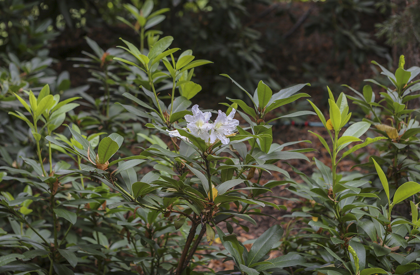 Изображение особи Rhododendron catawbiense.