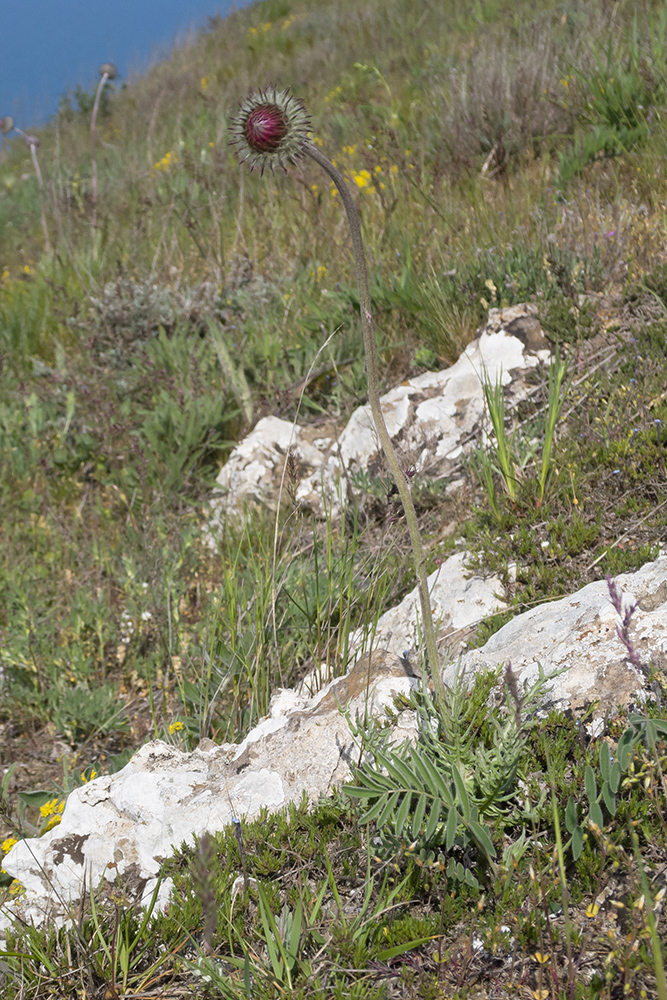 Image of Jurinea roegneri specimen.