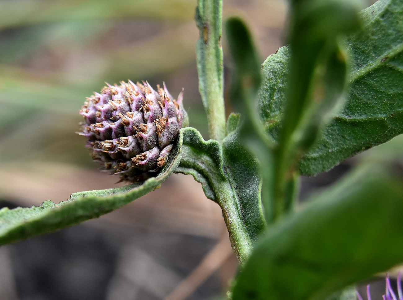 Изображение особи Sphaeranthus strobilifer.