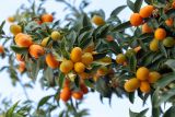 Citrus japonica