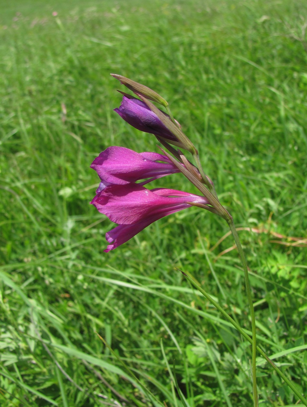 Изображение особи Gladiolus tenuis.