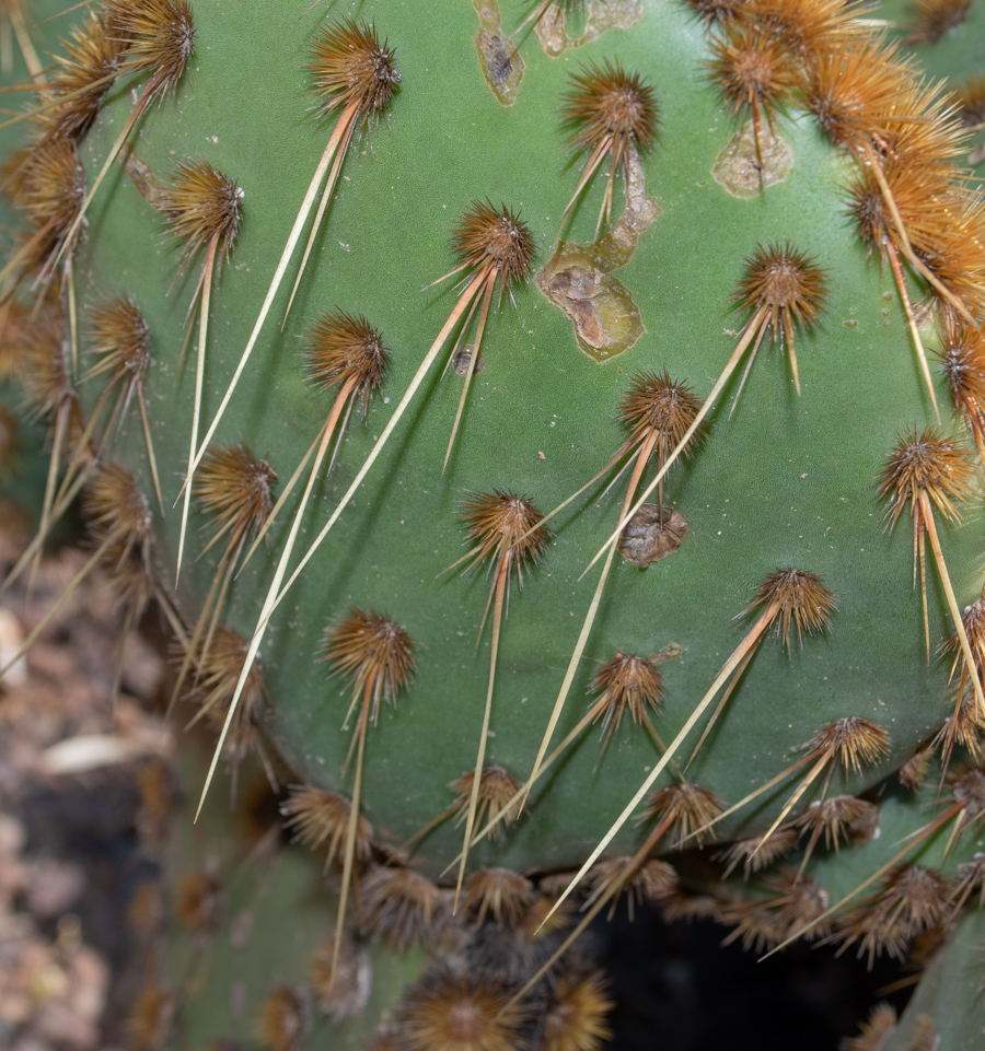 Изображение особи Opuntia aciculata.