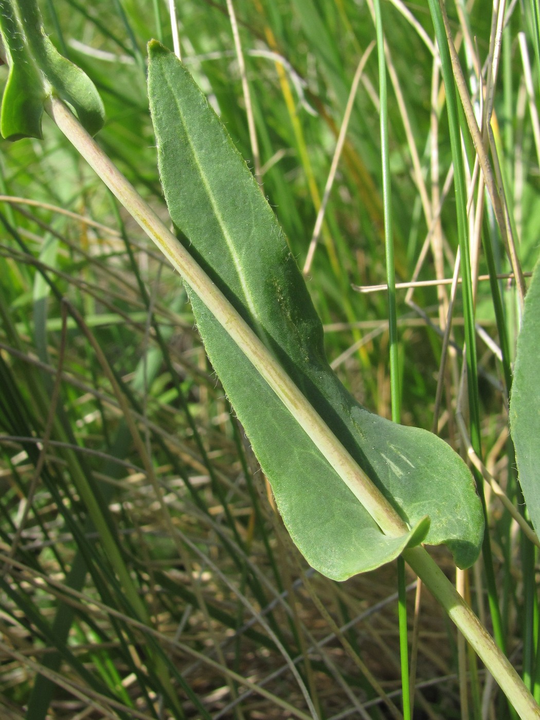 Image of Isatis caucasica specimen.