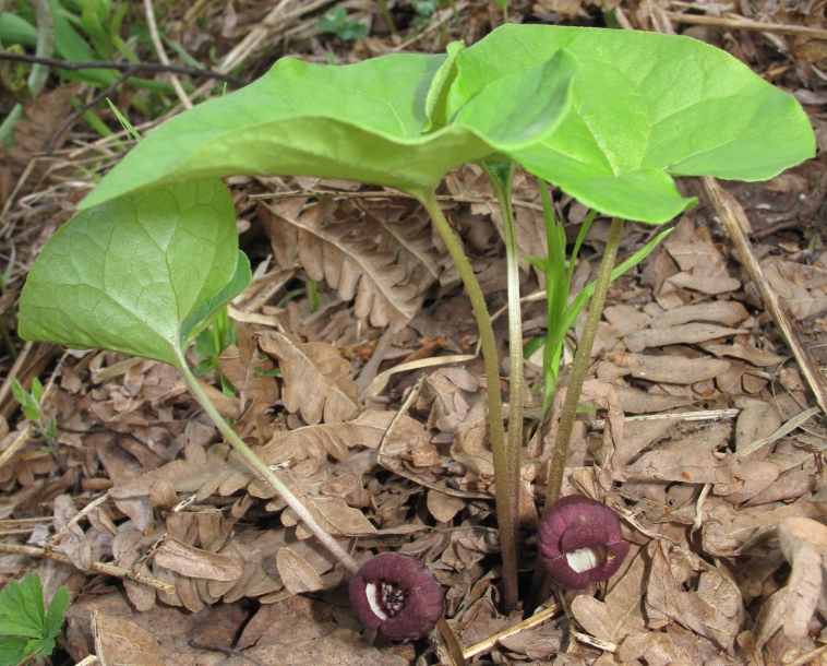 Изображение особи Asarum heterotropoides.