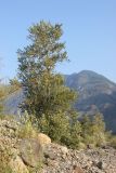 Populus laurifolia. Взрослое дерево. Республика Алтай, Улаганский р-н, долина р. Чулышман, окр. урочища Чегее, берег р. Чулышман. 7 августа 2020 г.