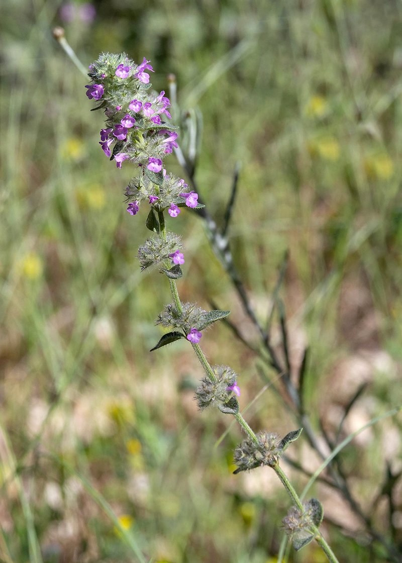 Image of Micromeria nervosa specimen.