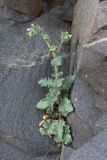 Hyoscyamus albus