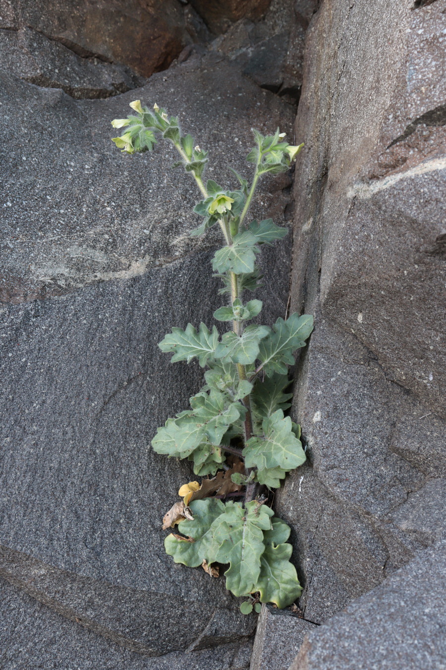 Изображение особи Hyoscyamus albus.