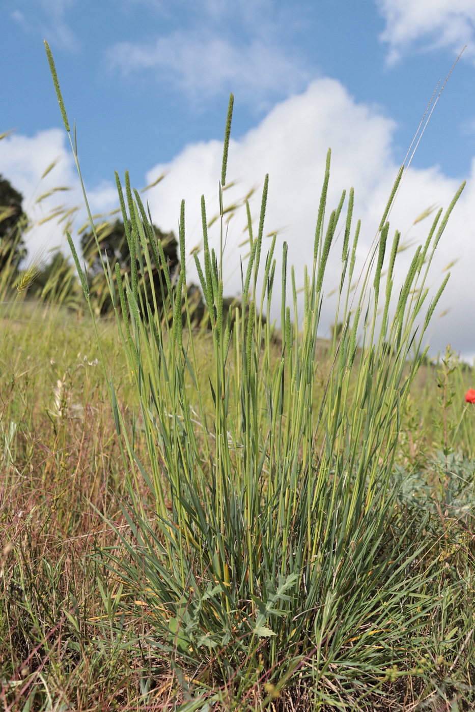 Изображение особи Phleum phleoides.