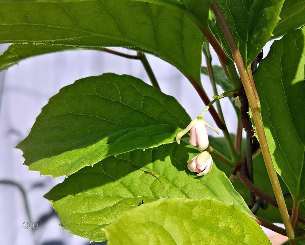 Image of Schisandra chinensis specimen.