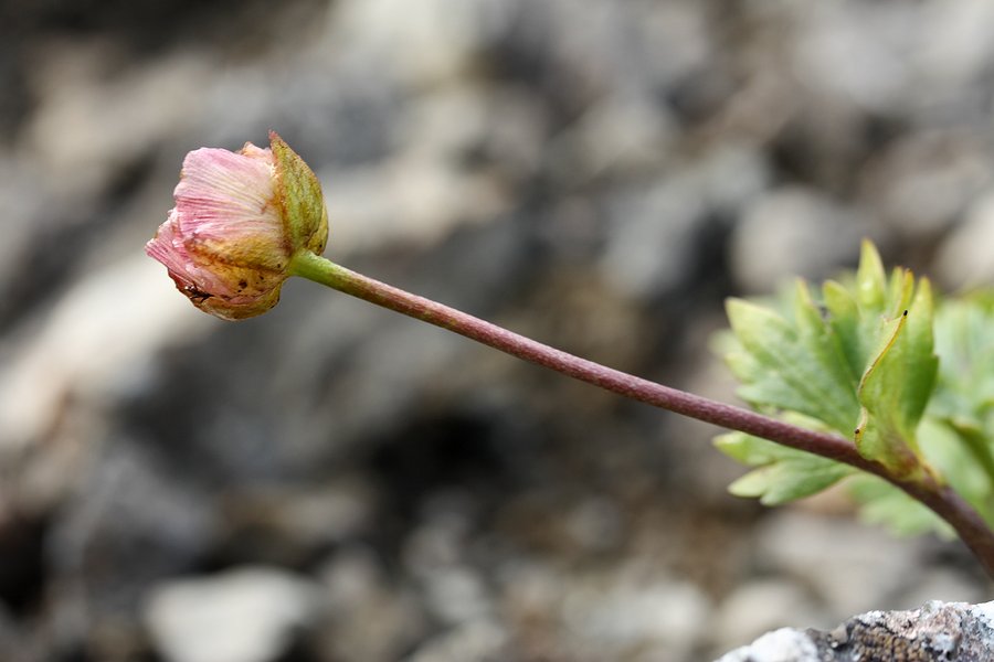 Изображение особи Beckwithia glacialis.