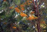 Grevillea robusta. Ветви с соцветиями и листьями. Мадагаскар, провинция Туамасина, регион Алаотра-Мангоро, национальный парк \"Андасибе-Мантадия\". 14.10.2016.