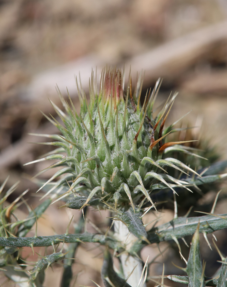 Image of Ancathia igniaria specimen.