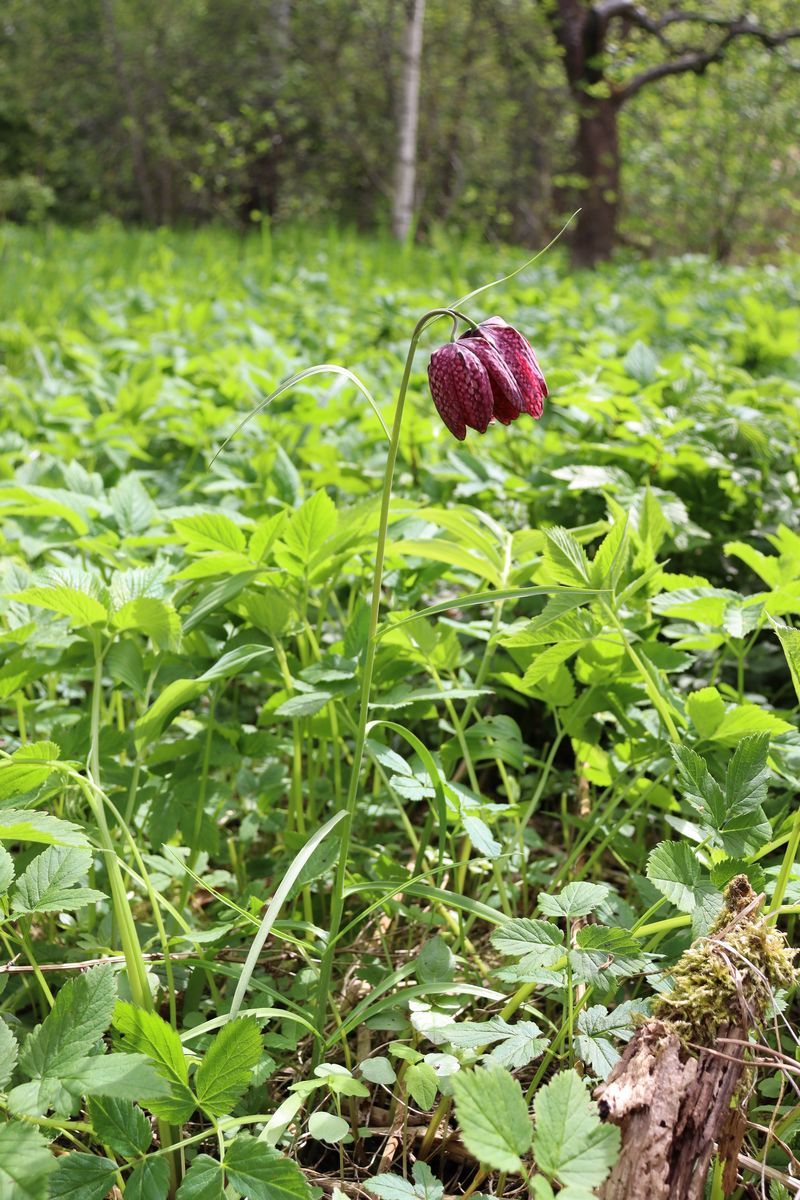 Изображение особи Fritillaria meleagris.