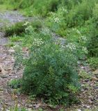 Cnidium dauricum