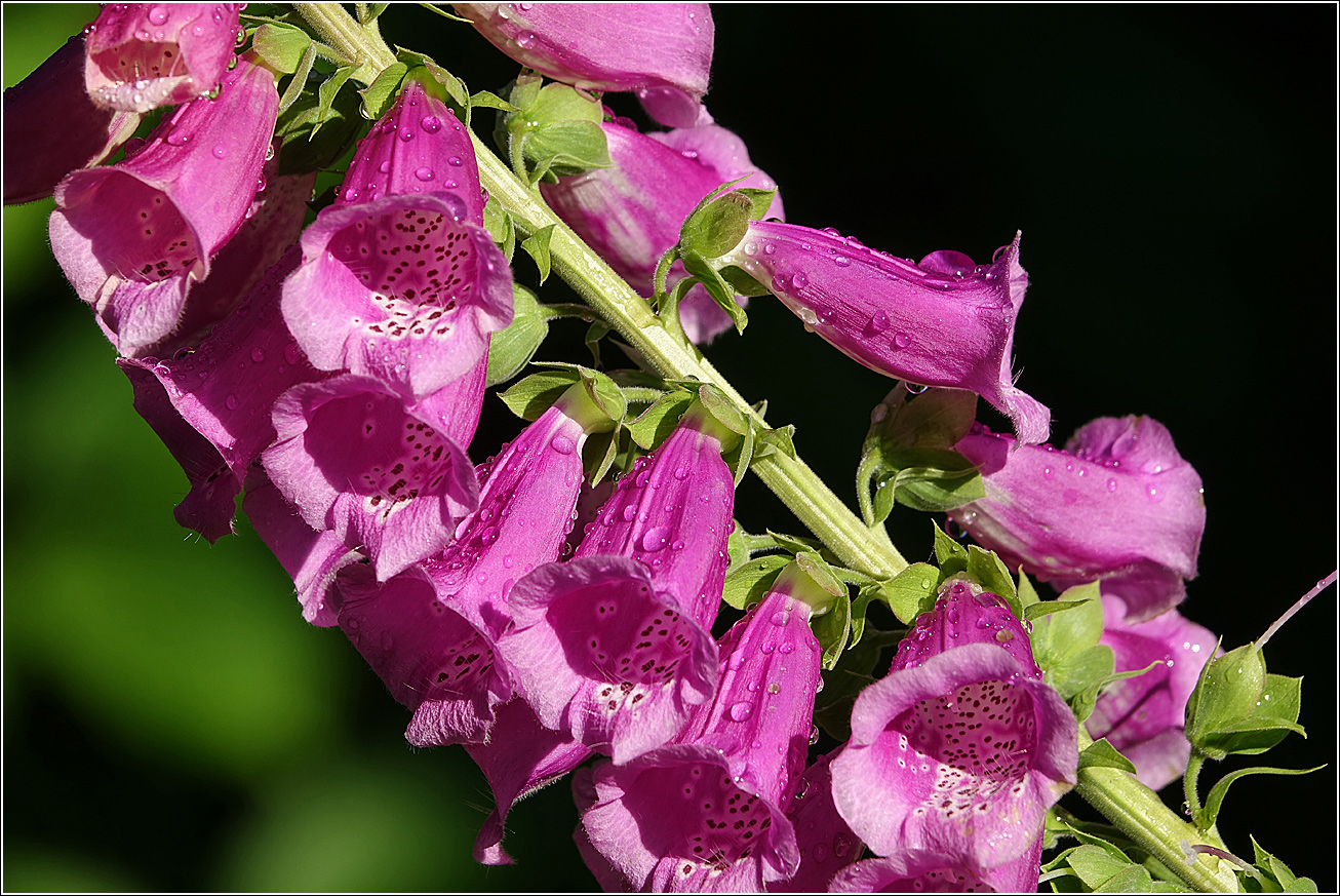 Image of Digitalis purpurea specimen.