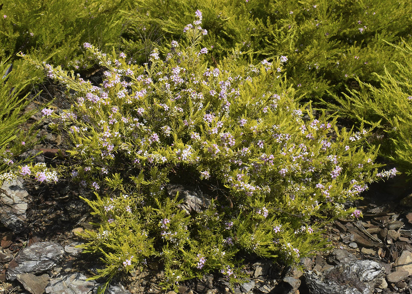 Image of Diosma hirsuta specimen.