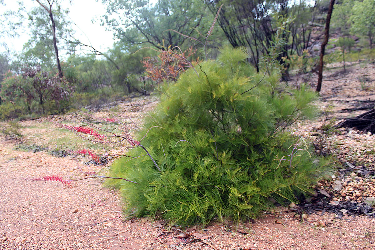 Изображение особи род Grevillea.