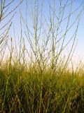 Symphyotrichum разновидность squamatum