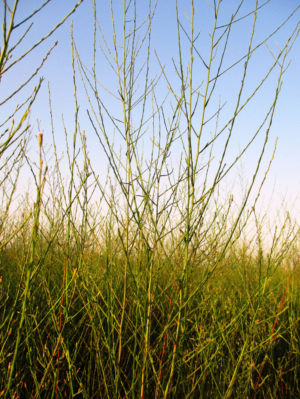 Изображение особи Symphyotrichum subulatum var. squamatum.