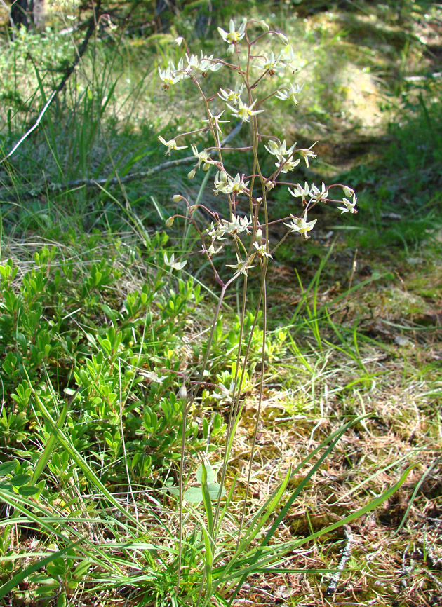 Image of Zigadenus sibiricus specimen.