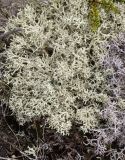 Cladonia uncialis