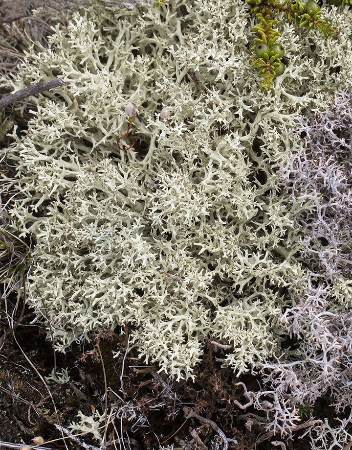 Изображение особи Cladonia uncialis.