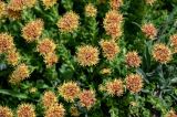 Rhodiola heterodonta