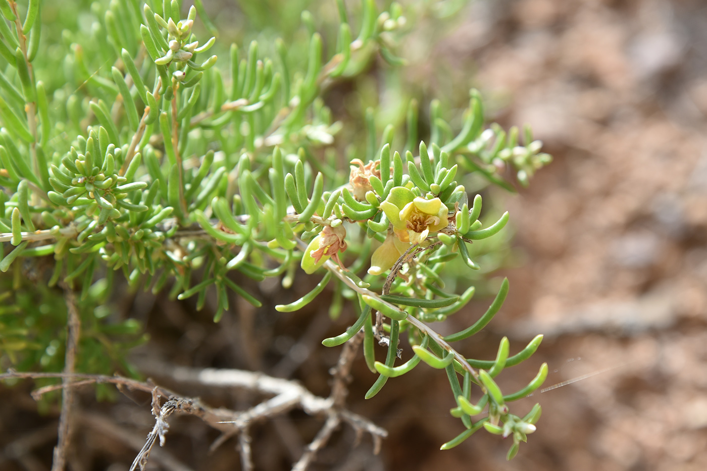 Image of Salsola arbusculiformis specimen.