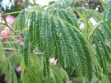 Albizia julibrissin. Лист. Респ. Абхазия, Гудаутский р-н, г. Новый Афон, Приморский парк. 15 июля 2008 г.