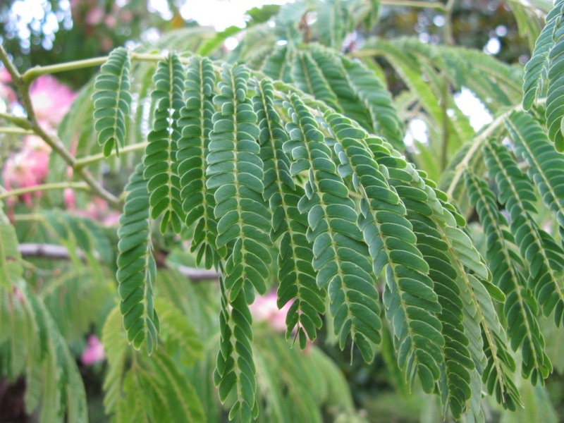 Image of Albizia julibrissin specimen.