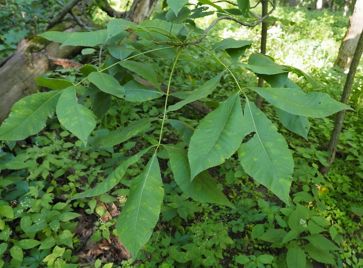 Image of Carya cordiformis specimen.