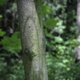 Aesculus hippocastanum. Часть ствола. Ярославская обл., г. Переславль-Залесский, дендрологический парк им. С. Ф. Харитонова, в культуре. 12.06.2022.