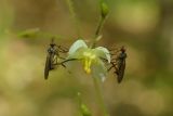 Epimedium pubigerum