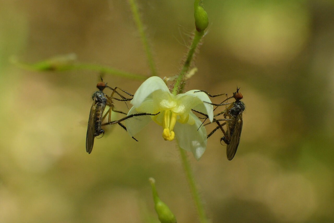 Изображение особи Epimedium pubigerum.