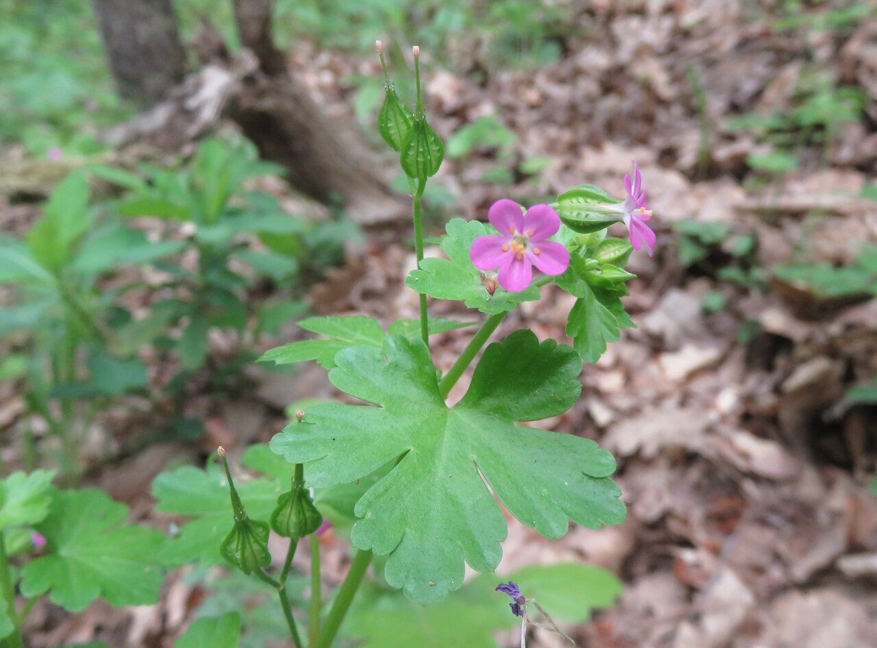 Image of Geranium lucidum specimen.