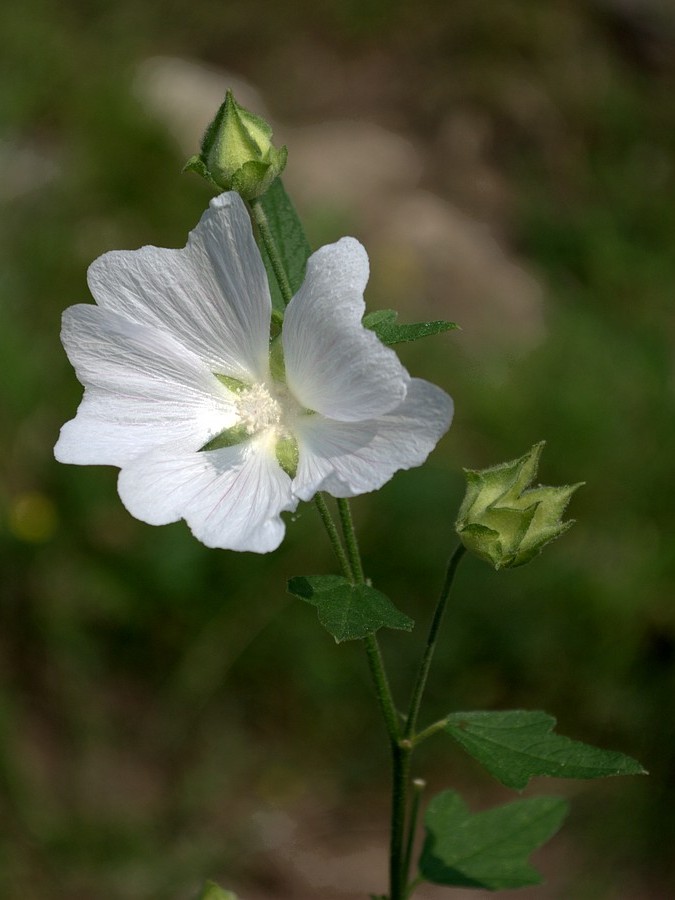 Image of Malva thuringiaca specimen.